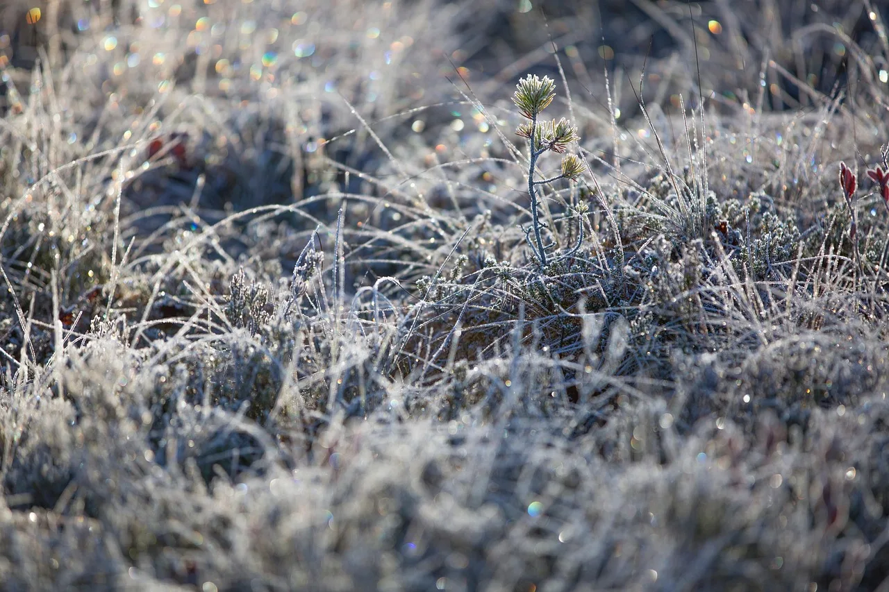 frost, winter, nature, grass, ice, snow, frozen, cold, glade, meadow, field. The Canadian deck season, scheduling crews around frost dates