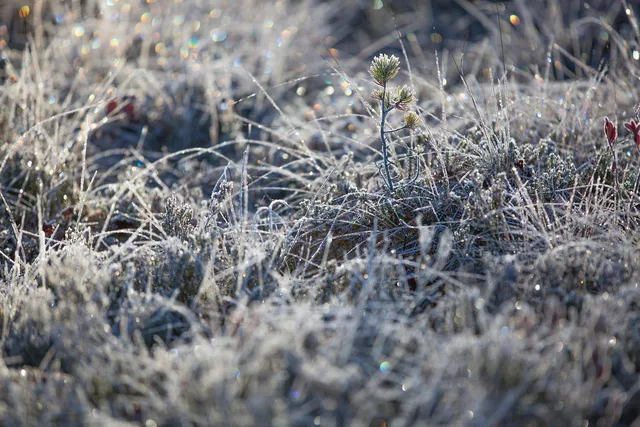 frost, winter, nature, grass, ice, snow, frozen, cold, glade, meadow, field. The Canadian deck season, scheduling crews around frost dates