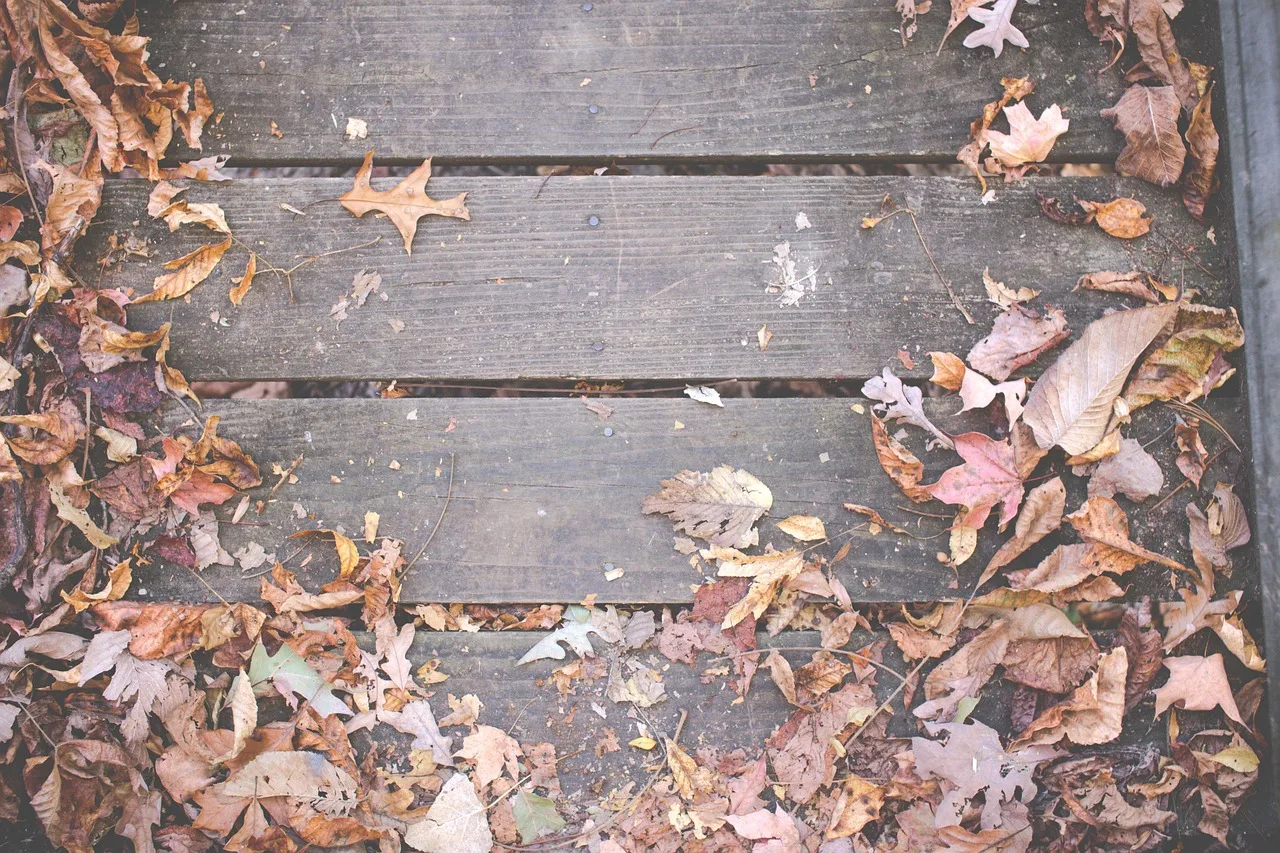 wood, deck, leaves, autumn, fall, nature. Insurance coverage for a deck and patio business, compared to its real cost