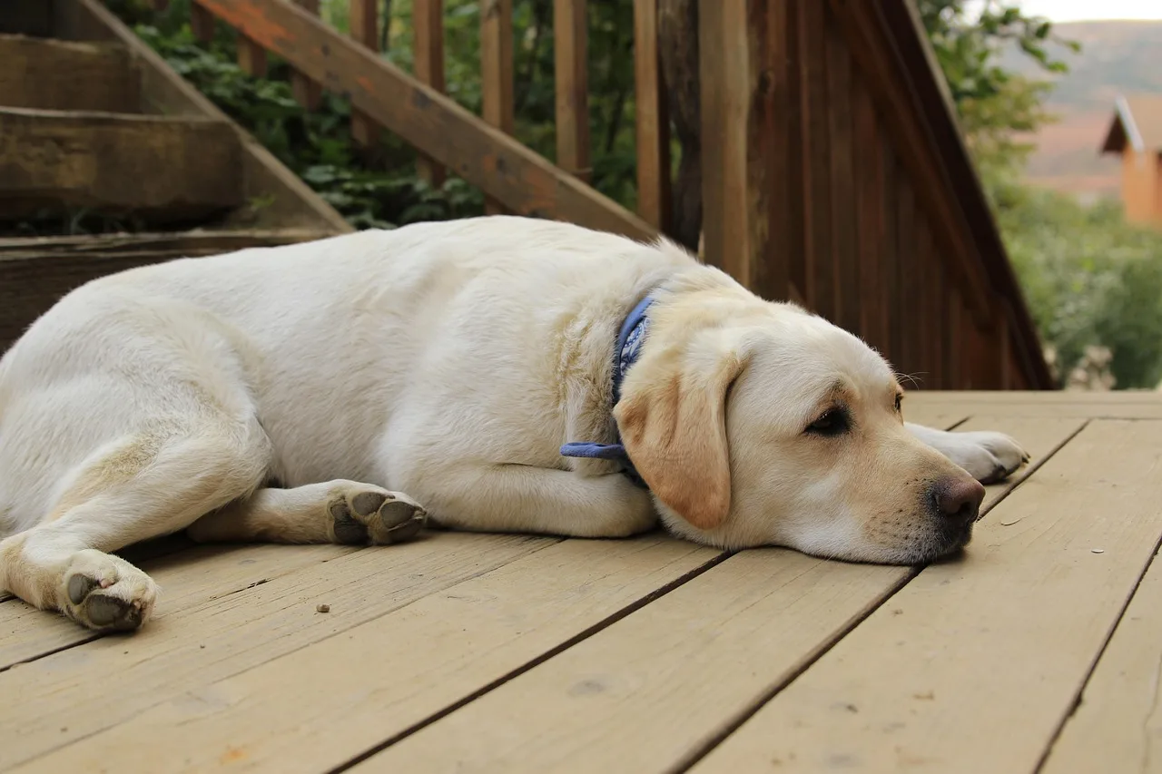 dog, rest, pet, sleepy, deck, animal, wooden. Best profitable deck and patio services in 2027, ranked with reasons