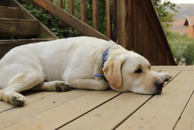 dog, rest, pet, sleepy, deck, animal, wooden. Best profitable deck and patio services in 2027, ranked with reasons