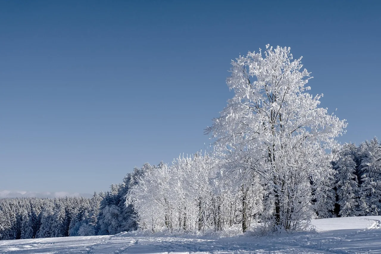 winter, forest, fir trees, conifers, trees, frost, cold, snow, covered in snow, winter landscape, snow landscape, winter forest, winter magic, fairytale, landscape, nature, winter, winter, winter, winter, winter, snow, snow, winter landscape, winter forest. Winter weather delay clause deck contract: measurable triggers